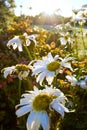 Shasta Daisies in sunrise Royalty Free Stock Photo