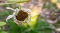 Shasta daisy dying in the fall, pollinated for creating seeds in the flower head, close up