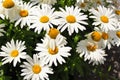 Shasta daisy flowers Royalty Free Stock Photo