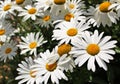 Shasta daisy flowers Royalty Free Stock Photo