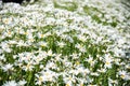 Shasta daisy flowers in garden Royalty Free Stock Photo