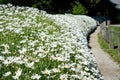 Shasta daisy flowers in garden Royalty Free Stock Photo