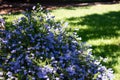 Shasta daisy flowers in garden Royalty Free Stock Photo