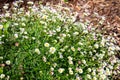 Shasta daisy flowers in garden Royalty Free Stock Photo