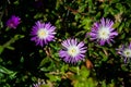 Shasta daisy flowers in garden Royalty Free Stock Photo