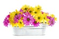 Shasta Daisy Flowers in Silver Container