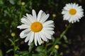 Shasta daisy Gigant