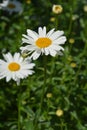 Shasta daisy Gigant