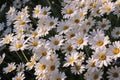 Shasta Daisy Royalty Free Stock Photo