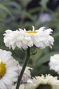 Shasta Daisy Royalty Free Stock Photo