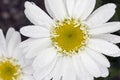 Shasta Daisy Royalty Free Stock Photo