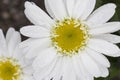 Shasta Daisy - Real Dream Royalty Free Stock Photo