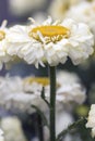 Shasta Daisy Royalty Free Stock Photo