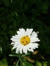 Shasta daisy with small beetles on the bloom in a garden