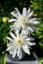 Shasta Daisy Royalty Free Stock Photo