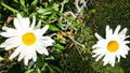 Shasta daisys Royalty Free Stock Photo