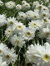 Shasta Daisys Royalty Free Stock Photo