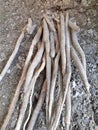 Shatavari or asparagus racemosus roots in the soil