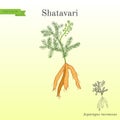 Shatavari Asparagus racemosus , or shatamull, medicinal plant Royalty Free Stock Photo