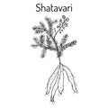 Shatavari Asparagus racemosus , or shatamull, medicinal plant Royalty Free Stock Photo