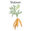 Shatavari Asparagus racemosus , or shatamull, medicinal plant Royalty Free Stock Photo