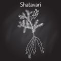 Shatavari Asparagus racemosus , or shatamull, medicinal plant Royalty Free Stock Photo