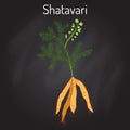 Shatavari Asparagus racemosus , or shatamull, medicinal plant Royalty Free Stock Photo