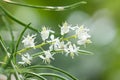 Shatavari (Asparagus racemosus Willd.) , Herbal plant. Royalty Free Stock Photo