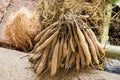 Shatavari roots have medicinal properties. Royalty Free Stock Photo