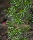 Shatavari or Satavari Asparagus racemosus Leaves Royalty Free Stock Photo