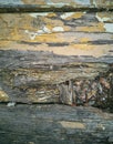 Shattered blurry structure of old tree. Abstract wooden background. Old paint on boards. Royalty Free Stock Photo