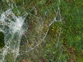 Shattered broken glass from the window of the buss station lies on the ground and grass in springtime Royalty Free Stock Photo