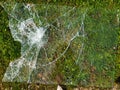 Shattered broken glass from the window of the buss station lies on the ground and grass in springtime Royalty Free Stock Photo