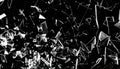 Shattered Glass Fragments on Black Background Royalty Free Stock Photo
