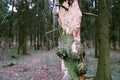 Shattered tree bark by insect. a sick pine tree suffers from a bark beetle pest