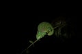 Shaughnessy chameleon, calumma oshaughnessyi Royalty Free Stock Photo