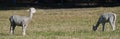 Shaved Alpacas grazing in a farm field