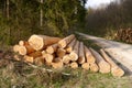 Shaved, barkless logs piled in the black forest