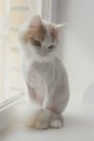 Shaved white beige cat on the windowsill. Sad looking in front of you Royalty Free Stock Photo