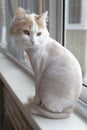 Shaved white beige cat on the windowsill. Sits with back