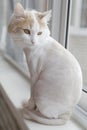 Shaved white beige cat on the windowsill. Sits with back