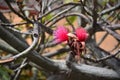 Shaving-brush-tree or amapolla tree Pseudobombax ellipticum Royalty Free Stock Photo