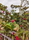 Shaving Brush Tree, Dr. Seuss Tree, or Amapolla Tree, Pink Plant like a Banana with Straight Tips Royalty Free Stock Photo