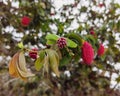 Shaving Brush Tree, Dr. Seuss Tree, or Amapolla Tree (Pseudobombax ellipticum). Royalty Free Stock Photo