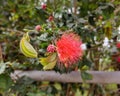 Shaving Brush Tree, Dr. Seuss Tree, or Amapolla Tree (Pseudobombax ellipticum) Royalty Free Stock Photo