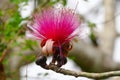 Shaving Brush Tree, Dr. Seuss Tree, or Amapolla Tree Royalty Free Stock Photo