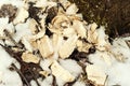 Shavings left after the work of the beaver Royalty Free Stock Photo