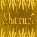 Shavuot. Concept of Judaic holiday. Ears of wheat