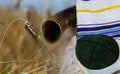 Shavuot jewish holiday kippa shofar harvesting wheat field background Royalty Free Stock Photo