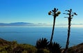 Shaw`s Agave, Cabrillo National Monument, San Diego